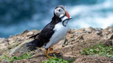 Puffin