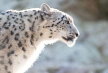 Snow Leopard