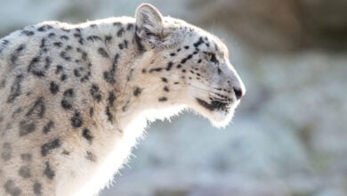 Snow Leopard