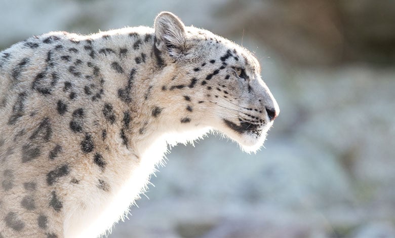 Snow Leopard