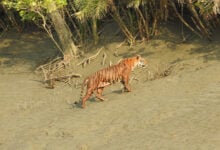 Sundarbans