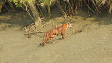 Sundarbans
