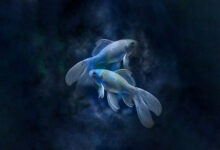 Horoscope Pisces