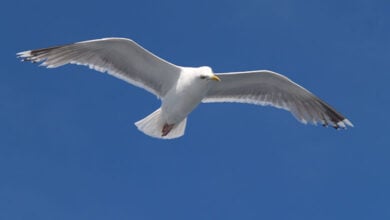 Seagull