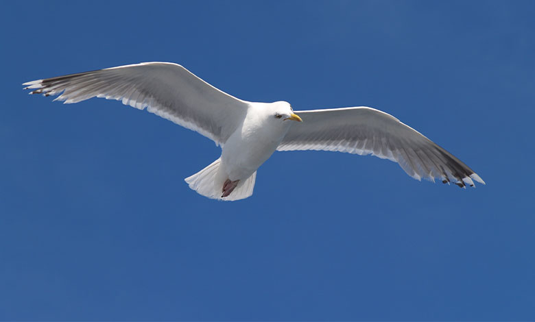 Seagull