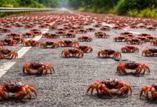 Crab