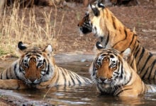 Ranthambore National Park