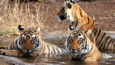 Ranthambore National Park