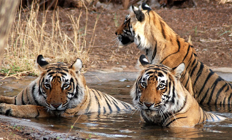 Ranthambore National Park