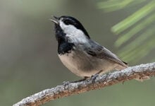 Chickadee