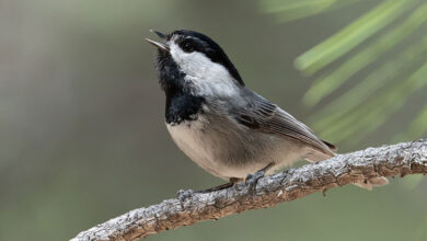 Chickadee