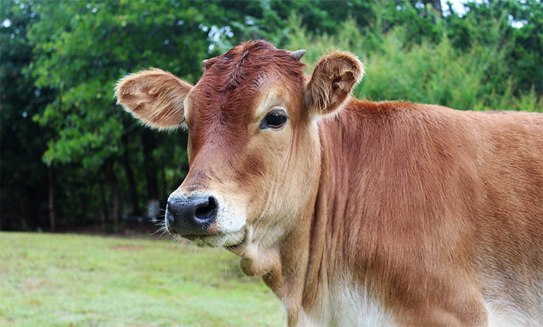 Cow