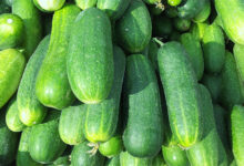 Cucumber