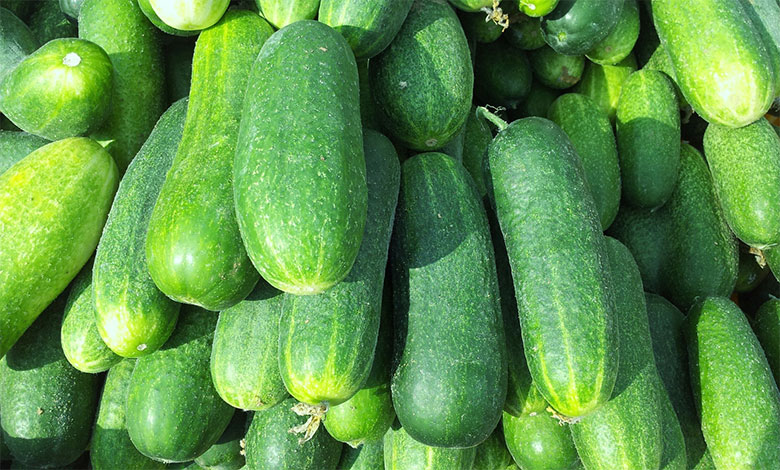Cucumber