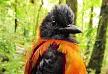 Hooded Pitohui