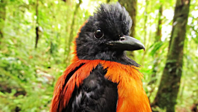 Hooded Pitohui