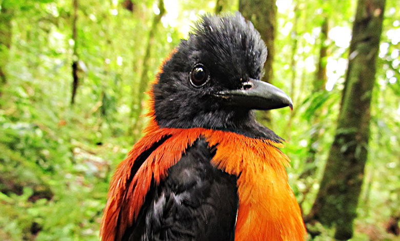 Hooded Pitohui
