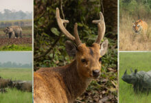Kaziranga National Park