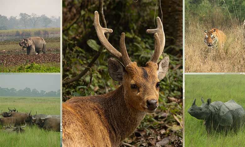 Kaziranga National Park