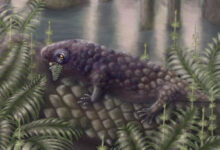 Tyrannoroter heberti