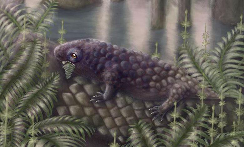 Tyrannoroter heberti