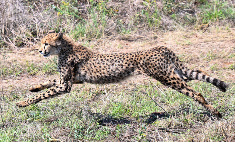 Cheetah