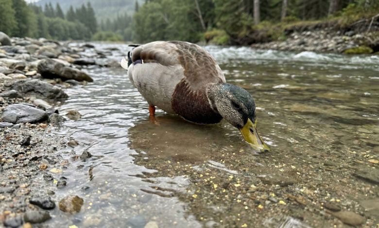 Duck