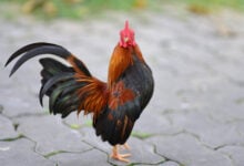 Rooster