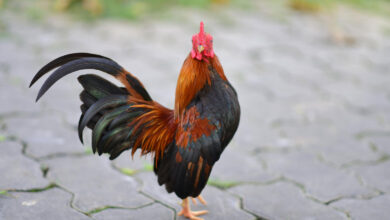 Rooster