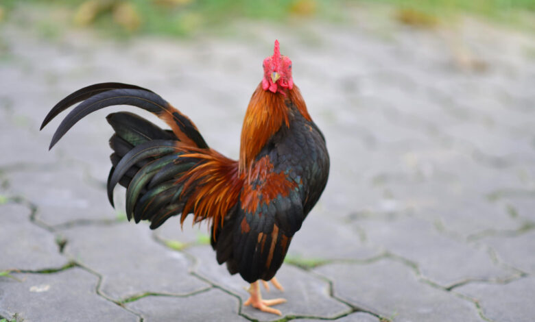 Rooster