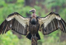 Vulture