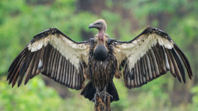 Vulture