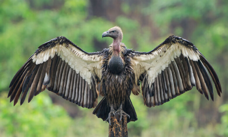 Vulture