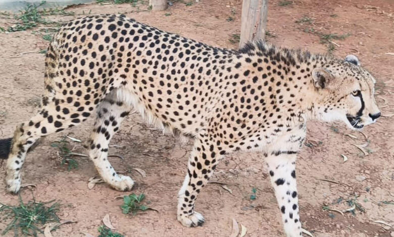 Cheetah