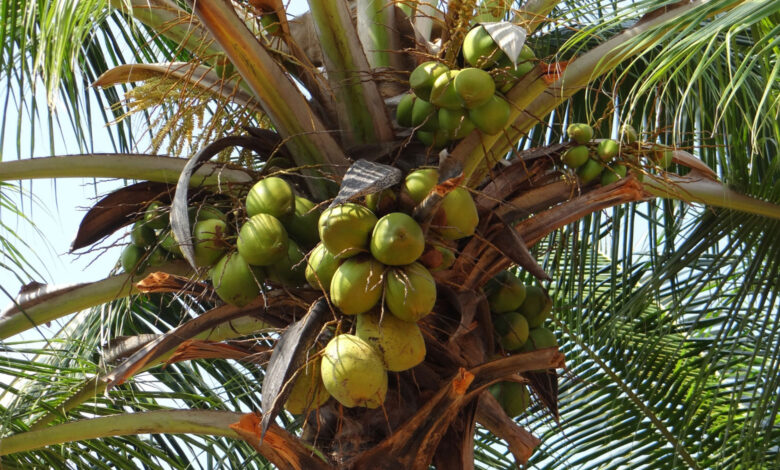 Coconut