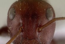 Colobopsis saundersi