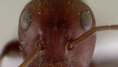 Colobopsis saundersi