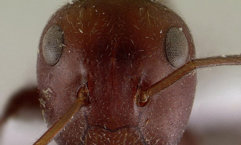 Colobopsis saundersi