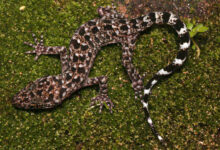 Cyrtodactylus jayadityai