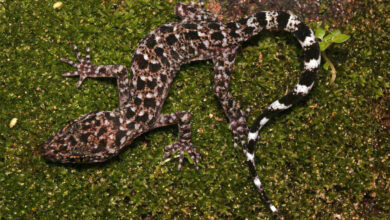 Cyrtodactylus jayadityai