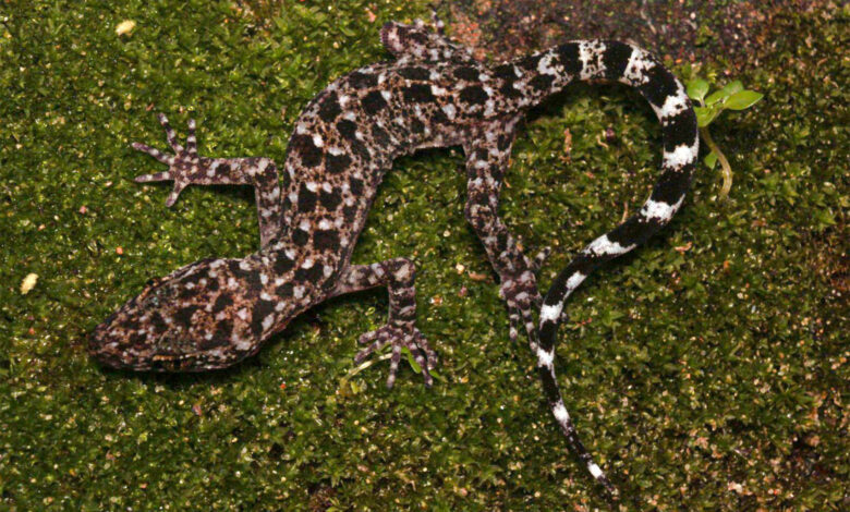 Cyrtodactylus jayadityai