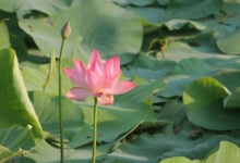 Lotus