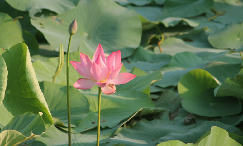 Lotus