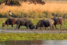 Pobitora Wildlife Sanctuary