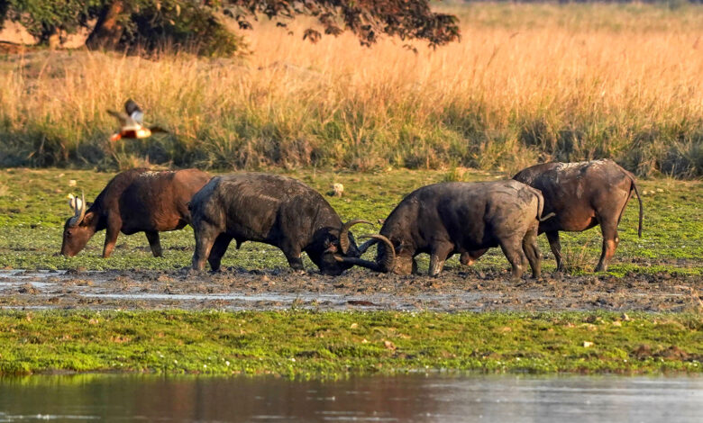 Pobitora Wildlife Sanctuary