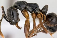 Brachyponera chinensis