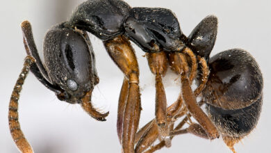 Brachyponera chinensis