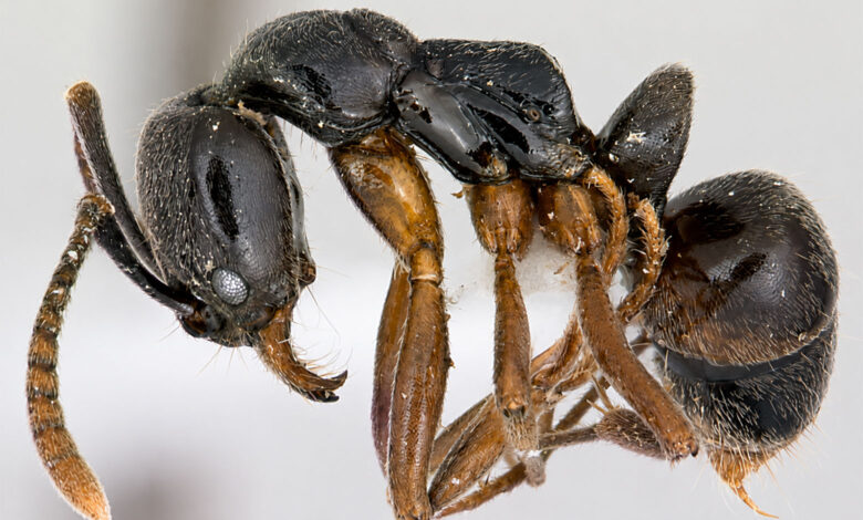 Brachyponera chinensis