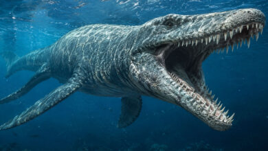 Dinosaur