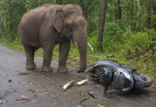 Elephant
